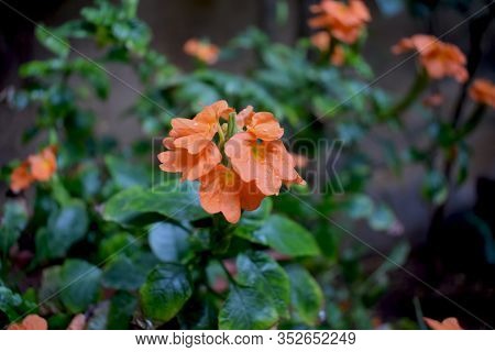 Droplets On Crossandra Infundibuliformis Firecracker Flower Found In Southern India And Srilanka. Th