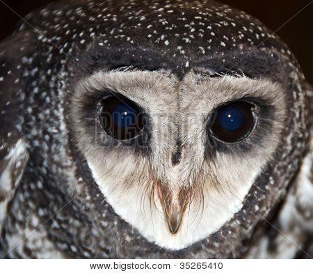 仮面のフクロウは、オーストラリアの野生動物