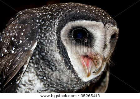 仮面のフクロウは、オーストラリアの野生動物
