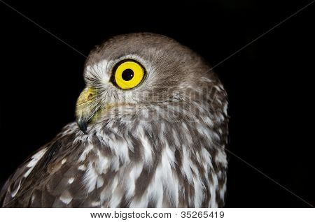 Bellen Owl - australische Tierwelt