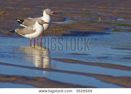 สอง Greyheaded กุล