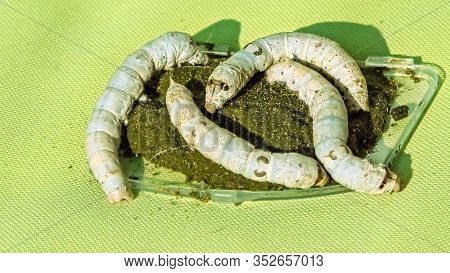 Silkworms Feeding On A Vegetal Paste Of White Mulberry Tree. The Silk Is Extracted From Silkworms Ch