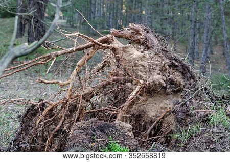 Roots Of A Hurricane-felled Tree. The Roots Of A Hurricane-felled Tree. Side View Of Torn And Broken
