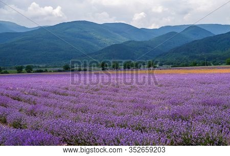 Lavender Flower Field. Herb That Is Used In Skin And Beauty Products