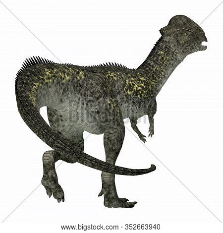 Stegoceras Dinosaur Tail 3d Illustration - Stegoceras Was A Herbivorous Dome-headed Dinosaur That Li