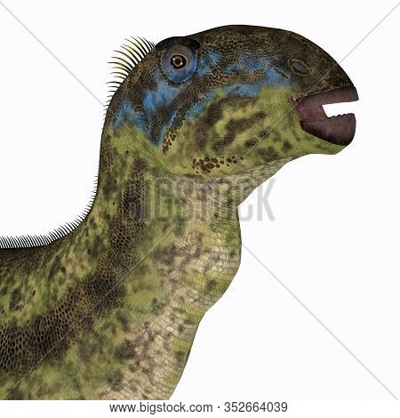 Tenontosaurus Dinosaur Head 3d Illustration - Tenontosaurus Was An Ornithopod Herbivorous Dinosaur T