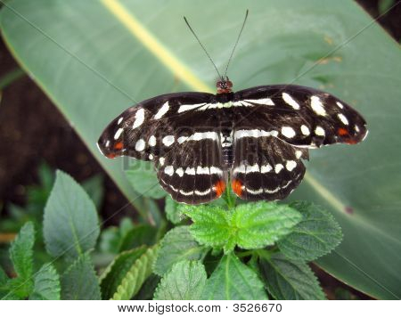 Fælles Mormons Bog sommerfugl eller Papilio Polytes sommerfugl