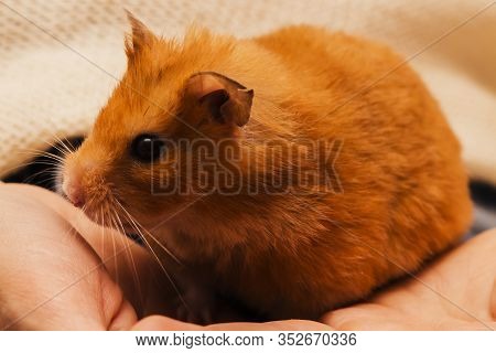 Gold Syrian Hamster Sits On The Hand . Close Up