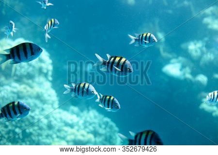 Sergeant-major Fish School With Water Surface In Background, Underwater Caribbean Sea