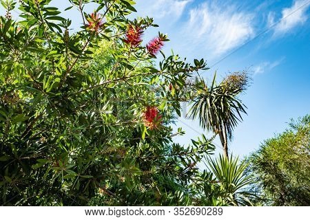 Callistemon in the park 