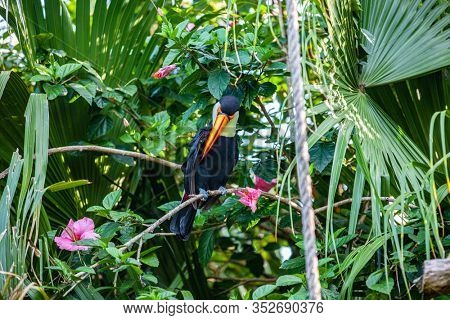 toucan in foliage on a branch in the park