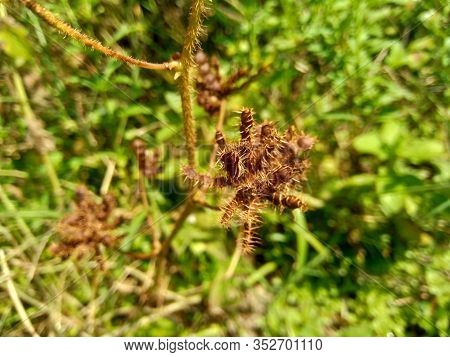 Dry Mimosa Pudica Seed , Also Called Sensitive Plant, Sleepy Plant, Action Plant, Touch-me-not, Sham
