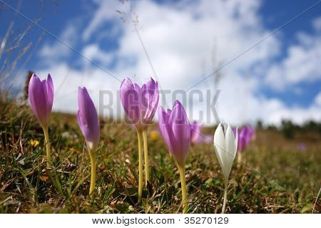 Efteråret krokus