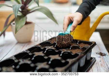 Childs Hand With Toy Shovel Pouring Earth Into Seedling Pots. Growing Vegetables For Garden. Germina