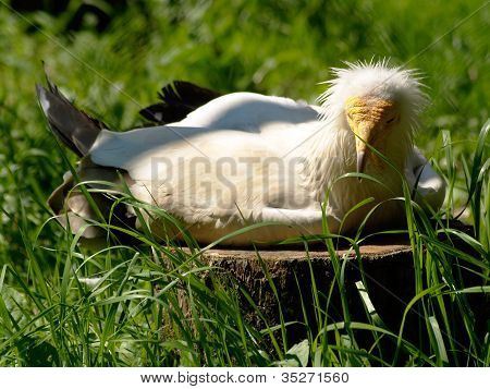 Egyptian Vulture