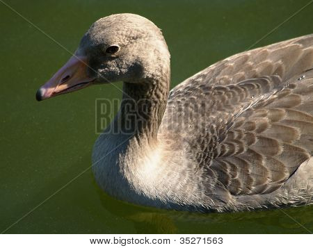 Greylag Goose
