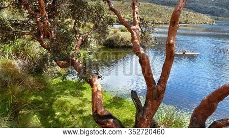 Polylepis Tree Or Paper Tree At The Toreadora Lake Coast At National Park El Cajas, Andean Highlands