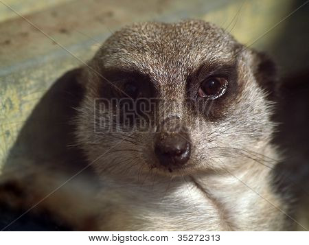 Meerkat