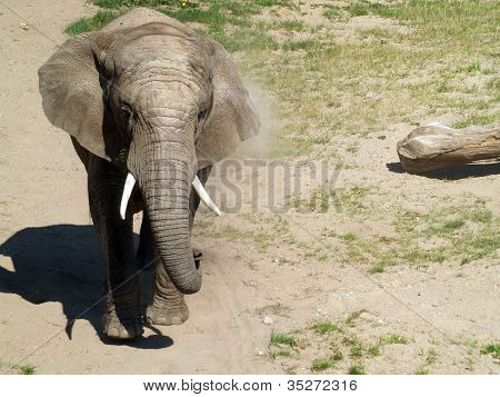 African Elephant