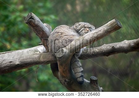 Pallas's Cat (otocolobus Manul). Manul Is Living In The Grasslands And Montane Steppes Of Central As