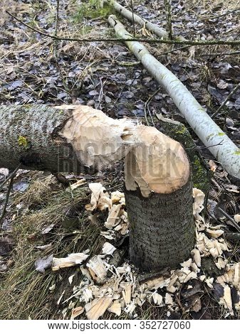 Tree Gnawed By Beavers Near The River. Close Up