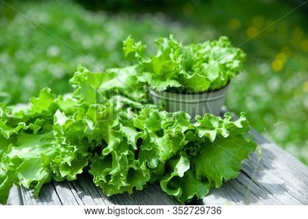 Fresh Lettuce Leaves, Close Up,  Organic Food , Agriculture And Hydroponic Conccept, Rustic Style