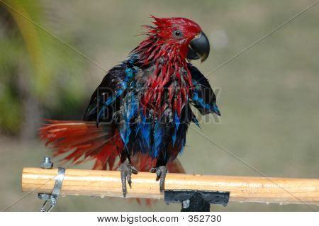 Eclectus papuga