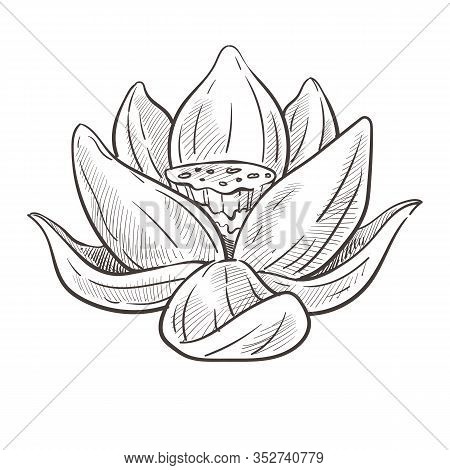 Wild Oriental Flower, Lotus Bud Isolated Sketch