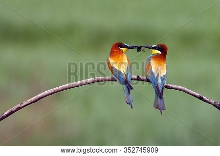 The European Bee-eater (merops Apiaster) Pair On Tree Is Giving The Caught Insects.pair Of Birds Wit