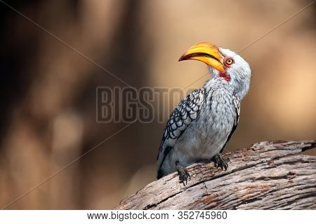 The Southern Yellow-billed Hornbill (tockus Leucomelas) On The Branch With Brown Background.african 