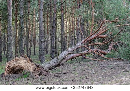 Fallen Pine Tree In The Forest. An Adult Tree Lies On The Ground After A Hurricane. View From The Si