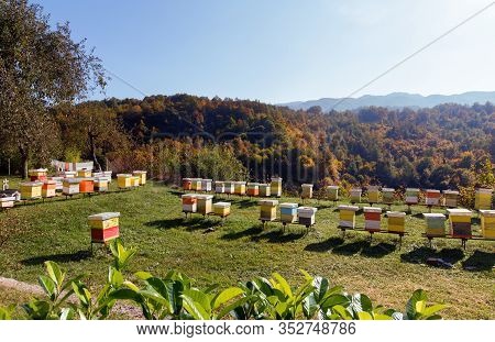 A Row Of Bee Hives In A Field In Mountains Montenegro. Bee Keeping. Rural Landscape With Beehives.