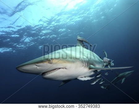 Danderous Shark Swim Throw The Crystal Clear Water