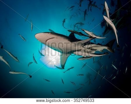 Danderous Shark Swim Throw The Crystal Clear Water