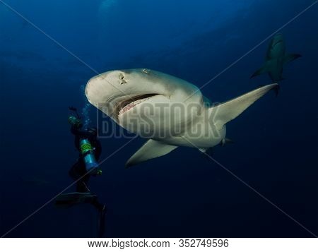 Danderous Shark Swim Throw The Crystal Clear Water