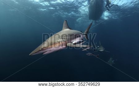 Danderous Shark Swim Throw The Crystal Clear Water