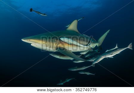 Danderous Shark Swim Throw The Crystal Clear Water