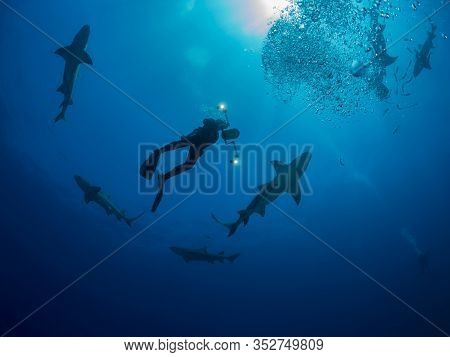 Danderous Shark Swim Throw The Crystal Clear Water