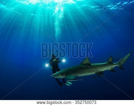 Danderous Shark Swim Throw The Crystal Clear Water