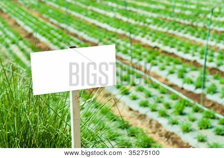Whitebord Lablel nel giardino In ora legale