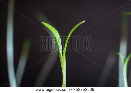 Small Sprouts That Have Just Sprouted. Macro Photo. The Concept Of Spring, Planting, Environment Cop
