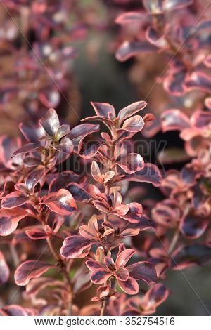 Looking-glass Plant Rainbow Surprise Leaves - Latin Name - Coprosma Rainbow Surprise