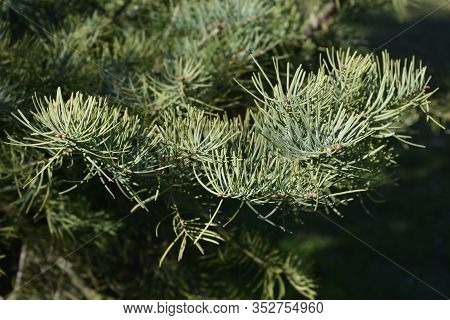 Colorado White Fir Branch - Latin Name - Abies Concolor