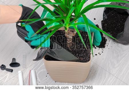 Care for indoor plants. The girl transplanted dracaena. Dracaena, watering can, spray gun, soil, dra