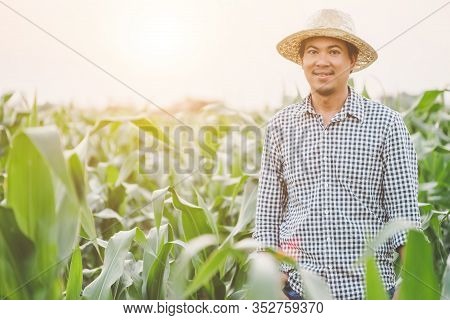 Farmer Working In The Field Of Corn Tree And Research Or Checking Problem About Aphis Or Worm Eating