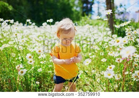 Adorable Baby Girl Amidst Green Grass And Beauitiful Daisies On A Summer Day. Little Child Having Fu
