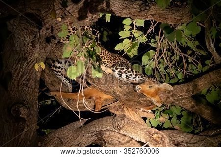 Leopard Over The Tree Eating Puku Antelope