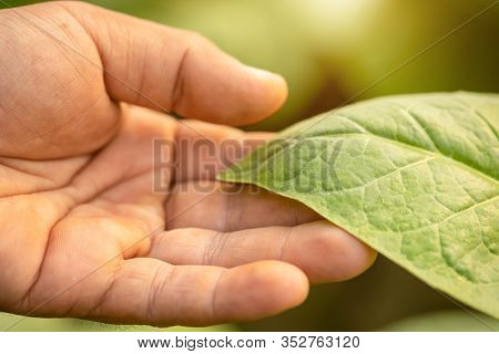 Hand Of Agriculturist Touching Leaf Of Tobacco Tree In Sunrise Or Sunset Time. Growthing Plant And T