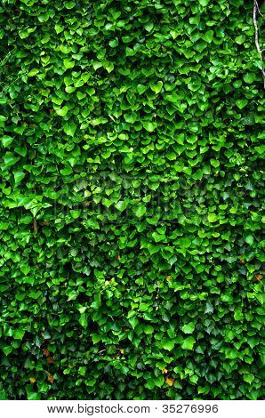 Grøn mur af Ivy blade