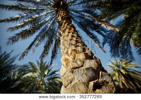 Trunk Of Date Palm Tree In The Middle Of Oasis. Al Ain, The Emirate Of Abu Dhabi.